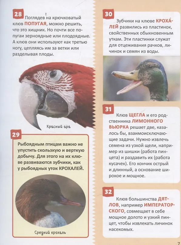 Книга Птицы. Энциклопедия российского школьника (Пётр Волцит) — 3