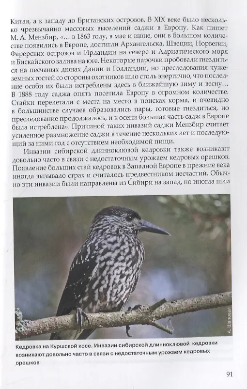 Книга Загадки птичьих миграций (Владимир Паевский) — 6