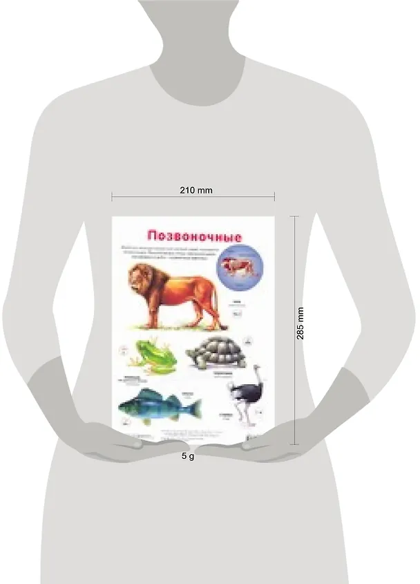 Книга Плакат, Позвоночные. Беспозвоночные () — 2