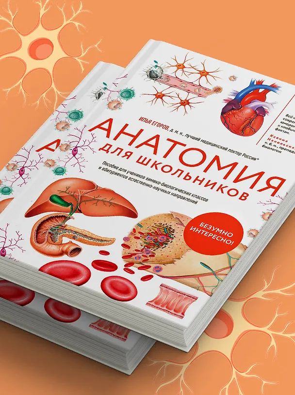 Книга Анатомия для школьников. Пособие для учеников химико-биологических классов и абитуриентов естественно-научных направлений (Илья Егоров) — 14