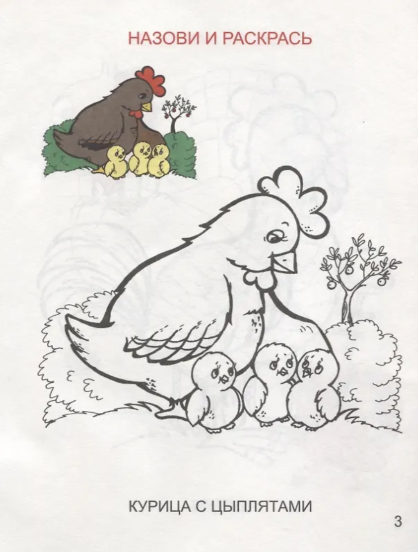 Книга Домашние птицы () — 2