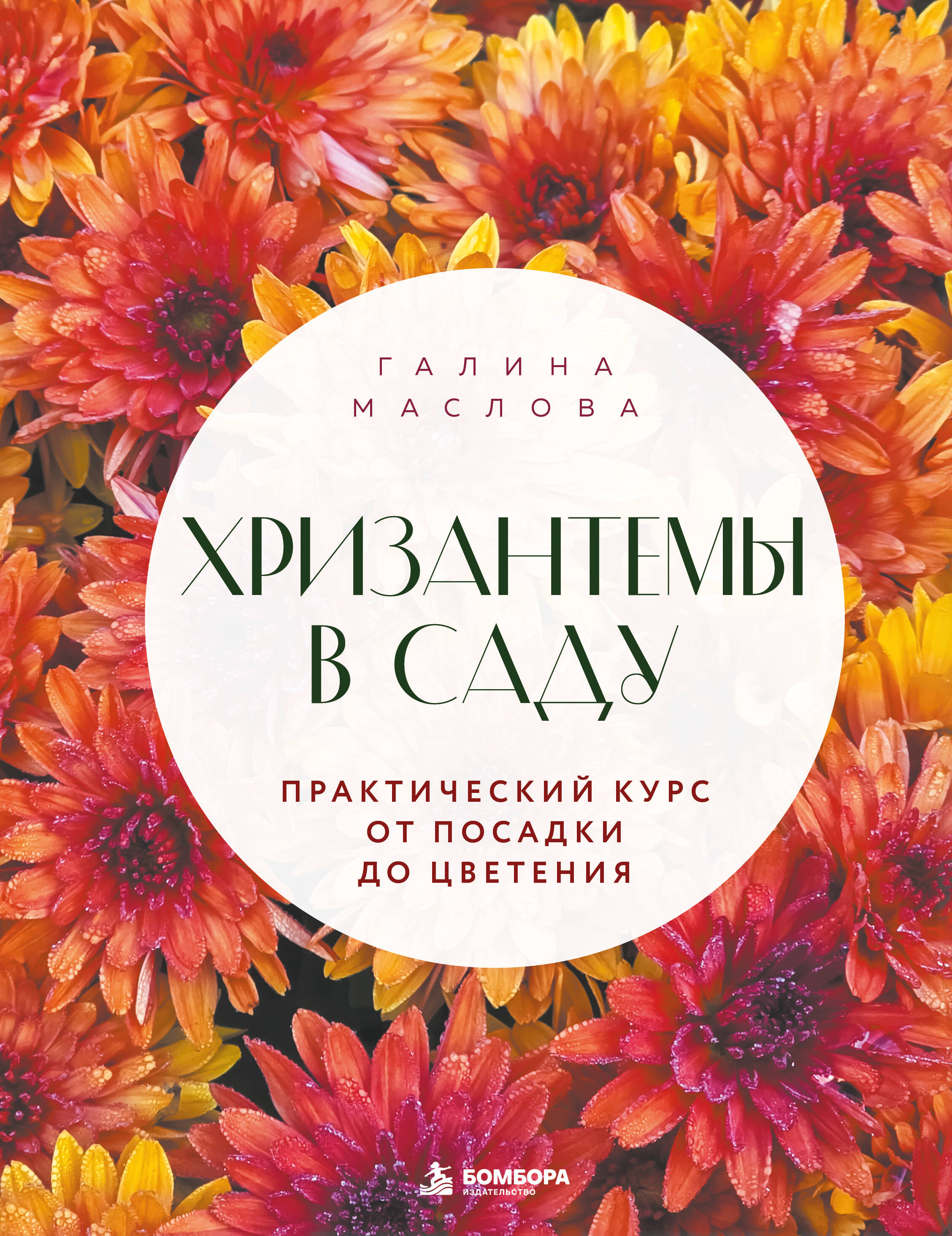 Хризантемы в саду. Практический курс от посадки до цветения