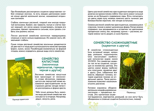Книга Растения вокруг нас (Роберт Каплан, Франсуа Куплан) — 13