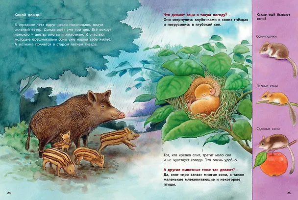 Книга Кто такая орешниковая соня? Познавательные истории (Фридерун Райхенштеттер) — 5