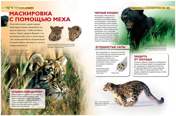 Книга Большие кошки. (Джонатан Шейх-Миллер) — 3