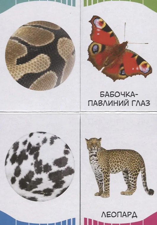 Книга Часть и целое. Пятнышки-полоски () — 2