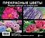 Прекрасные цветы. Шедевры природы на каждый день — 2401248 — 2