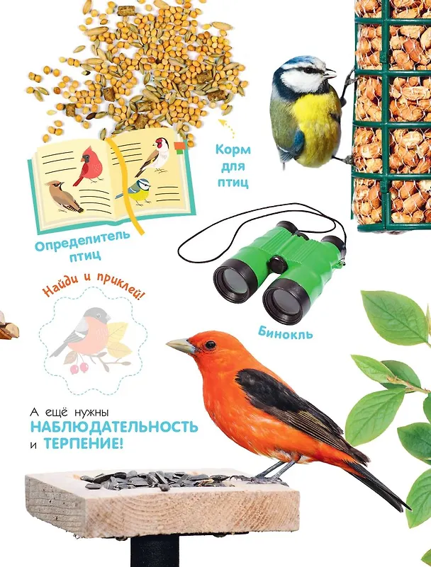 Книга Птицы (Мария Рахчеева) — 12