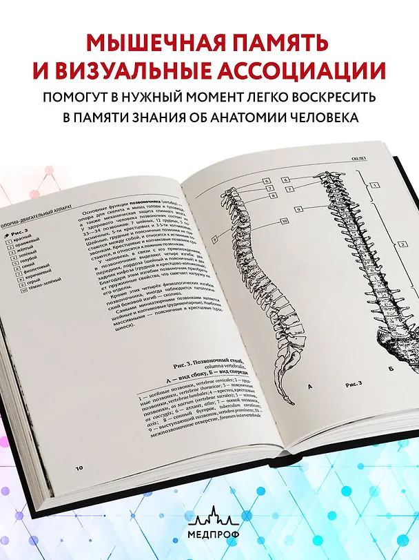 Книга Анатомия человека: компактный атлас-раскраска (Юрий Боянович) — 7