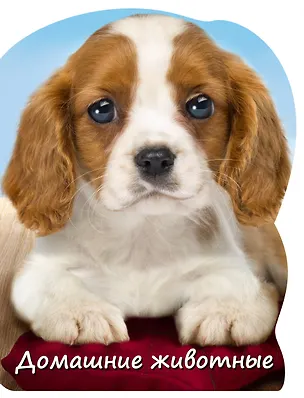 Книга Домашние животные (Оксана Мазур)