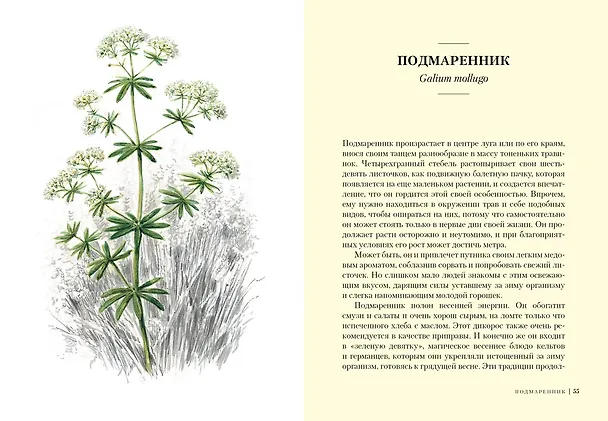 Книга Травы: Природный источник жизненной силы (Урсула Штумпф) — 8