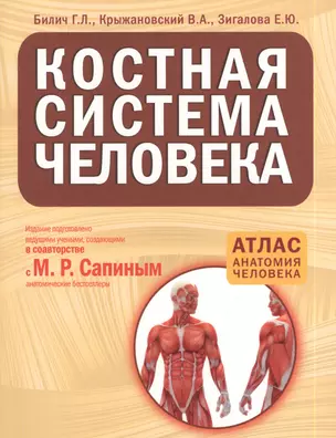 Костная система человека — 2387067 — 1