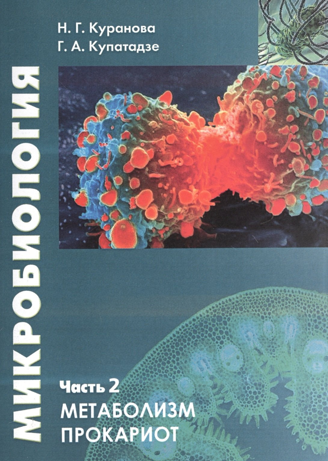 

Микробиология. Часть 2. Прокариотическая клетка. Учебное пособие