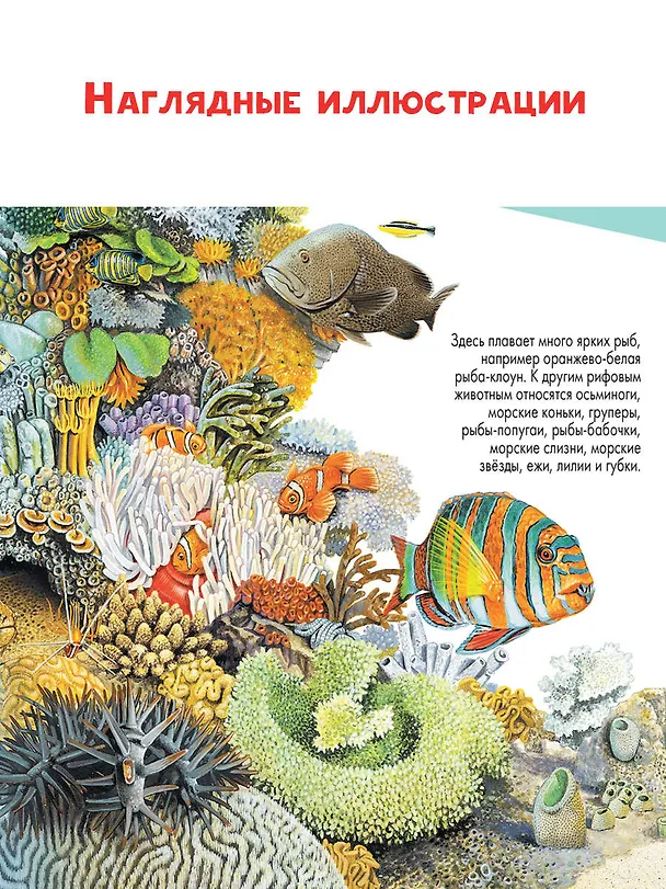 Книга Подводный мир (Энн МакРей) — 7