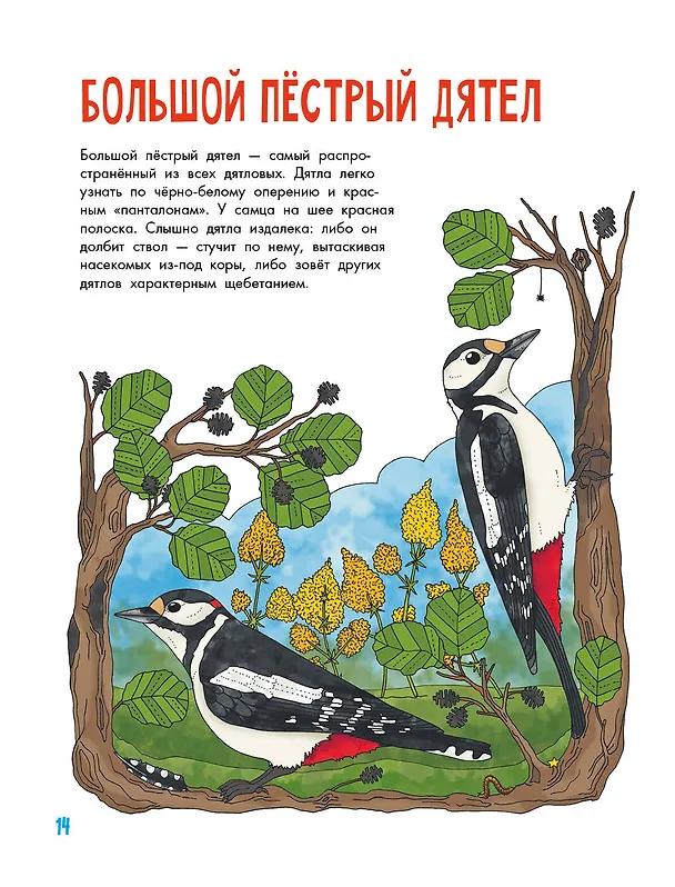Книга Птицы (Эмма Янссон) — 5