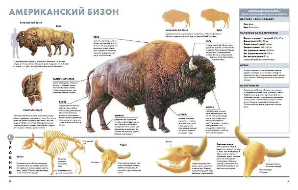 Книга Животные. Визуальная энциклопедия (Тони Хеа) — 8