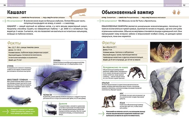 Книга Животные. Все обитатели нашей планеты (Дэвид Элдертон) — 8