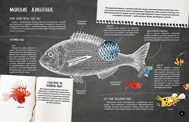Книга Что? Как? Почему? Мои первые знания про МОРЯ И ОКЕАНЫ (с постером) () — 10