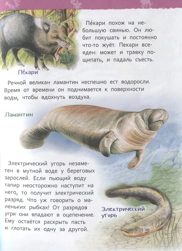 Книга Джунгли (Лариса Клюшник) — 4