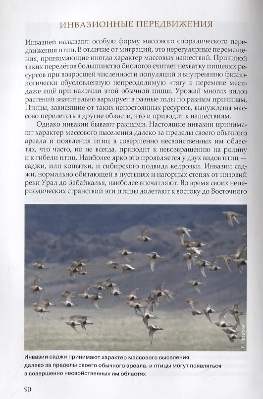 Книга Загадки птичьих миграций (Владимир Паевский) — 5
