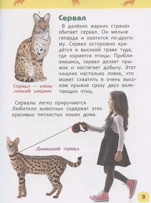 Книга Дикие животные (Энциклопедия для детского сада) (Владимир Бабенко) — 4