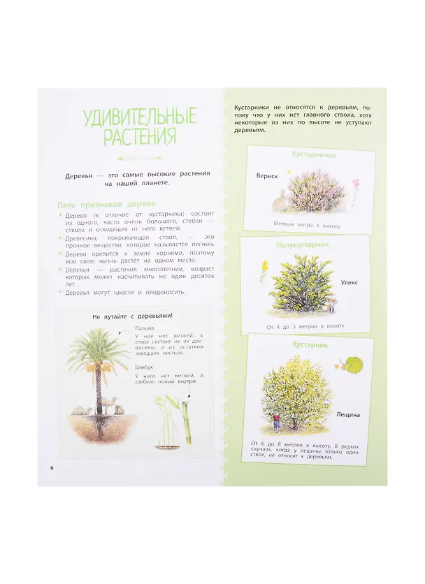 Книга Деревья и кустарники (Натали Торджман) — 4