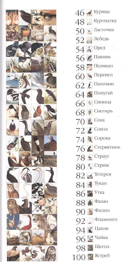 Книга Самые красивые птицы : иллюстрированная энциклопедия () — 3