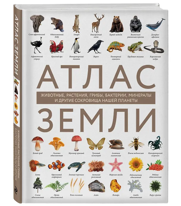 Книга Атлас Земли. Животные, растения, грибы, бактерии, минералы и другие сокровища нашей планеты (Регина Михайлова) — 6