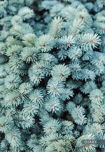 Ежедневник полудат. А5 192л "Ель" 7БЦ, мат.лам, офсет