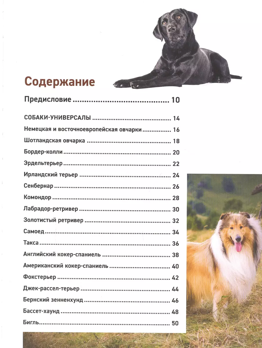 Все породы собак. Большая иллюстрированная энциклопедия (Галина Сула) -  купить книгу с доставкой в интернет-магазине «Читай-город». ISBN:  978-5-04-113062-6