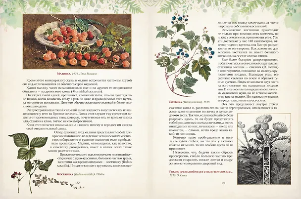 Книга Дары русского леса. Грибы, ягоды и целительные растения (Николай Золотницкий) — 12