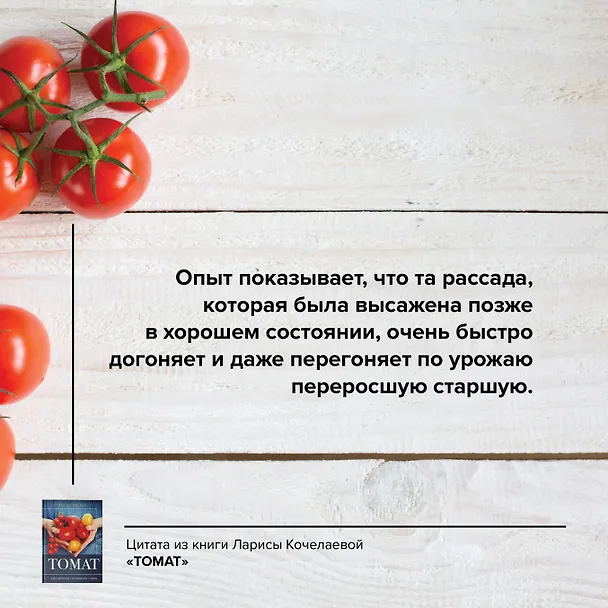 Книга Томат. Выращиваем, ухаживаем и едим (Лариса Кочелаева) — 8