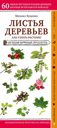 Листья деревьев. Как узнать растение. Наглядный карманный определитель — 2811600 — 1