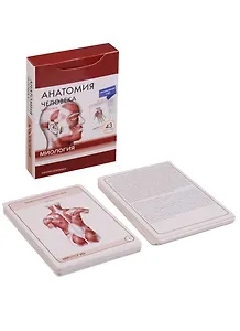 Анатомия человека. Миология. Интенсивный курс (43 карт)