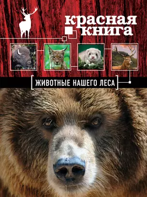 Красная книга. Животые нашего леса — 2382704 — 1