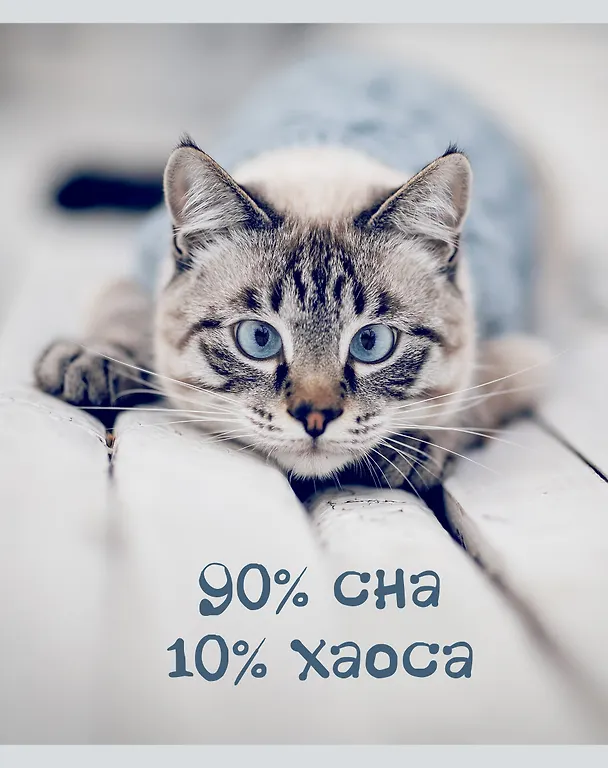 Тетрадь общая «Кото - терапия», 48 листов в линейку, А5, в ассортименте - Listoff 3149237 — 6