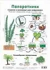 Книга Плакат, Папоротники, Голосеменные, А4 ()