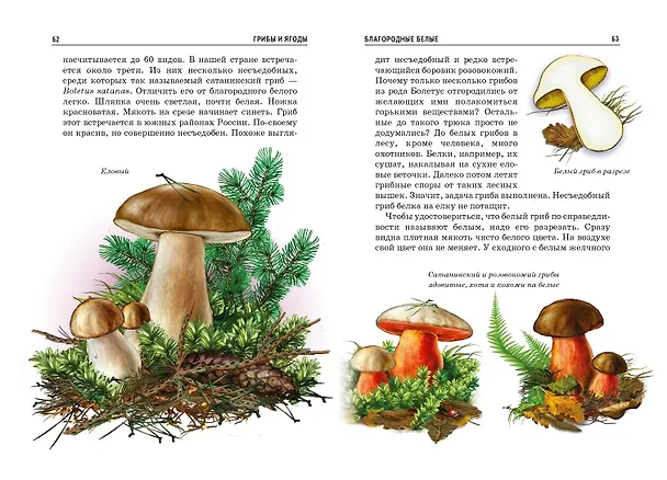 Книга Грибы и ягоды. (Сергей Афонькин) — 2