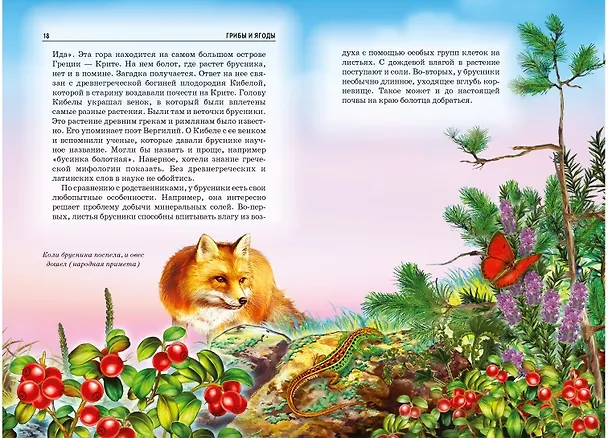 Книга Грибы и ягоды. (Сергей Афонькин) — 3