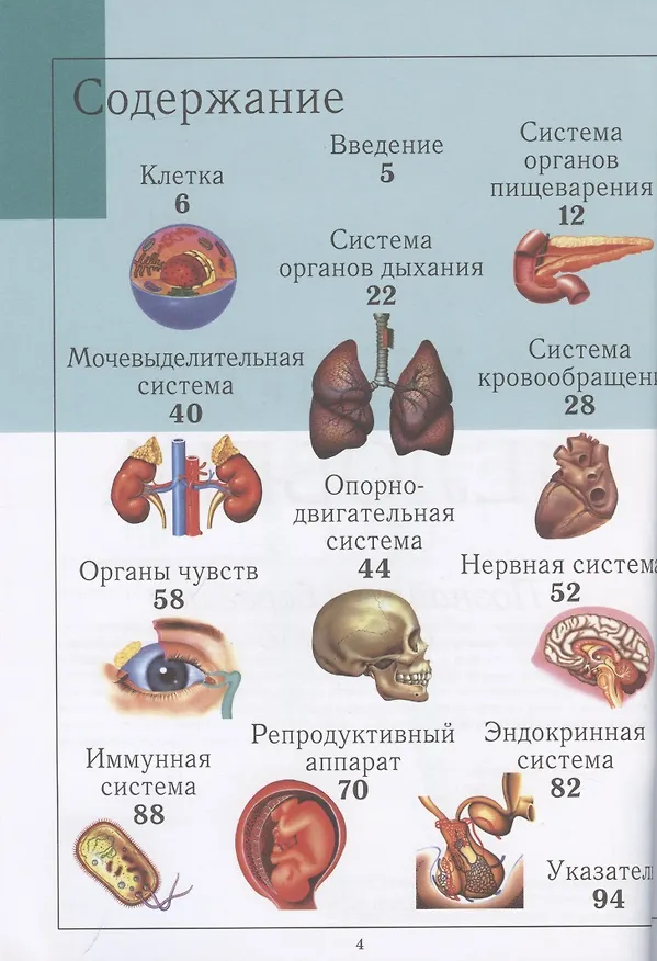 Книга Тело человека (Жоржи Виге) — 2