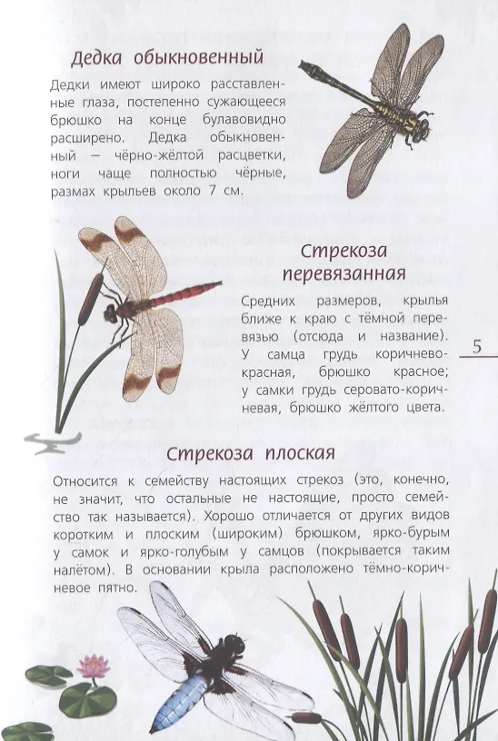 Книга Наши насекомые. Определитель для детей () — 3