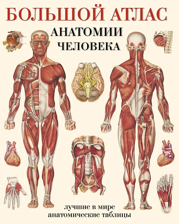 Книга Большой атлас анатомии человека(в табл) () — 1