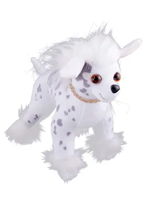 Китайская хохлатая 2842070