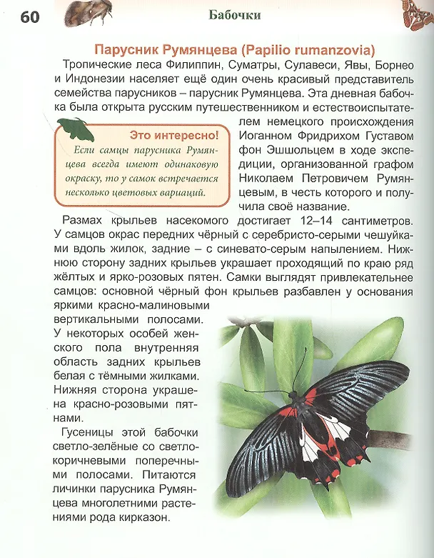 Книга Бабочки. Энциклопедия (Людмила Соколова) — 5