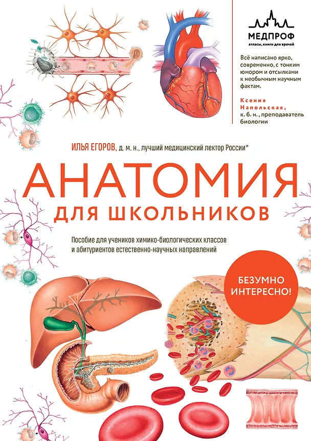 Книга Анатомия для школьников. Пособие для учеников химико-биологических классов и абитуриентов естественно-научных направлений (Илья Егоров) — 1