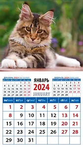 Календарь 2024г 94*167 "Котенок мейн кун" на магните
