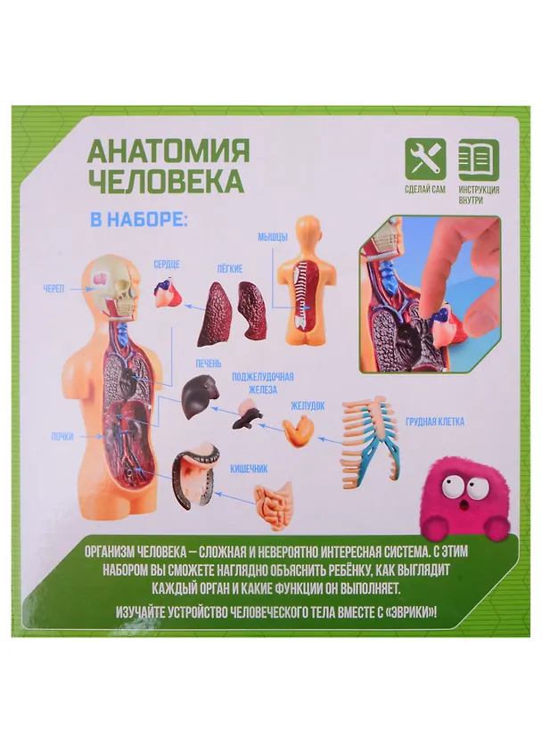 Научный опыт ТМ Эврики «Анатомия человека» 2840273 — 3