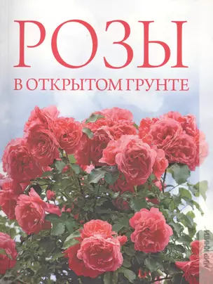 Розы в открытом грунте — 2412897 — 1