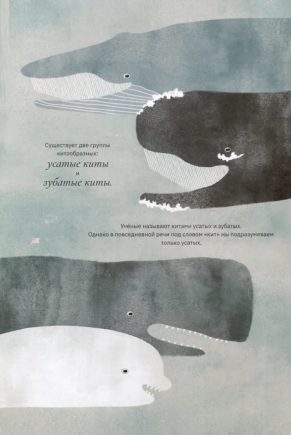 Книга Киты и мы (Индия Дежардан, Натали Дион) — 3
