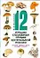 12 лучших съедобных грибов Центральной России, которые должен знать каждый грибник — 2170479 — 1